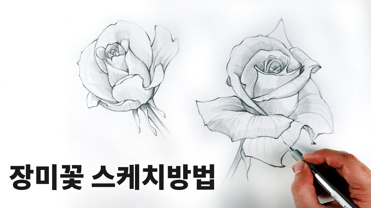 초보자를 위한  쉬운 장미꽃 스케치 / 꽃 그리는 방법, 식물스케치 Draw flowers with a pencil
