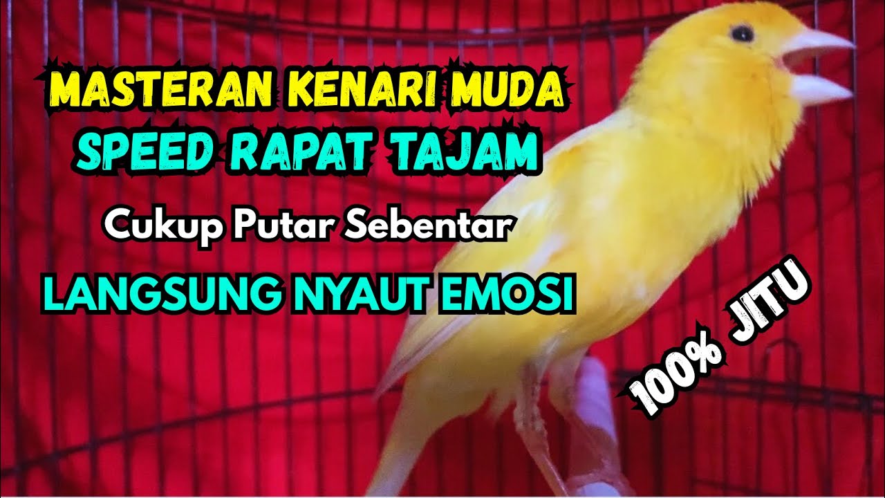 Kenari gacor NGEROL PANJANG cocok untuk PANCINGAN KENARI PAUD bikin BURUNG KENARI GACOR PANJANG