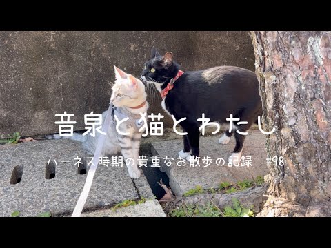 Valuable walk record during harness period #98 - YouTube