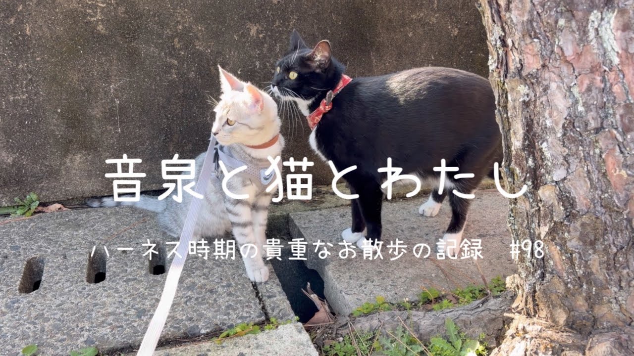 ハーネス時期の貴重なお散歩の記録　#98