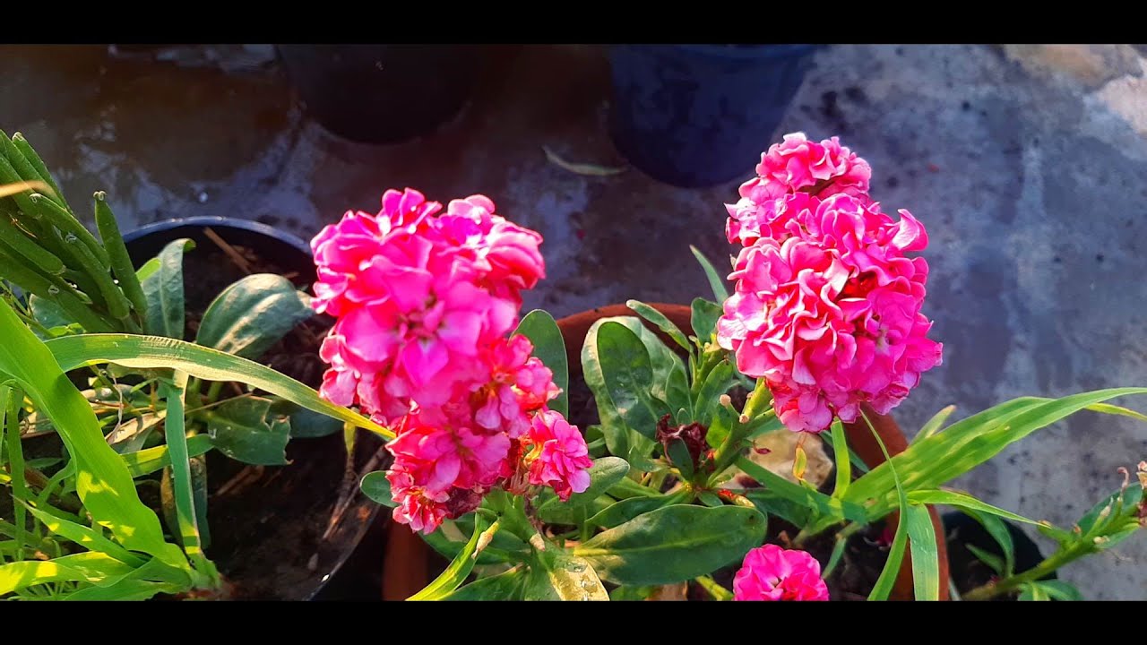 How to Grow and Care Stock Flower Plant Collecting Seeds and My