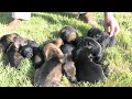 U Litter Is Two Weeks Old Today! Kraftwork K9 Pro German Shepherd