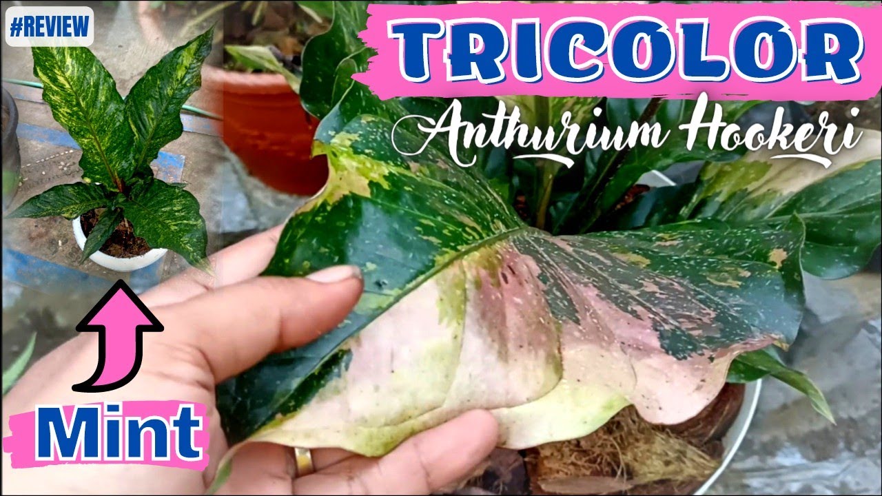 Anthurium Hookeri Sweeta Pink Polkadot - メルカリ Anthurium