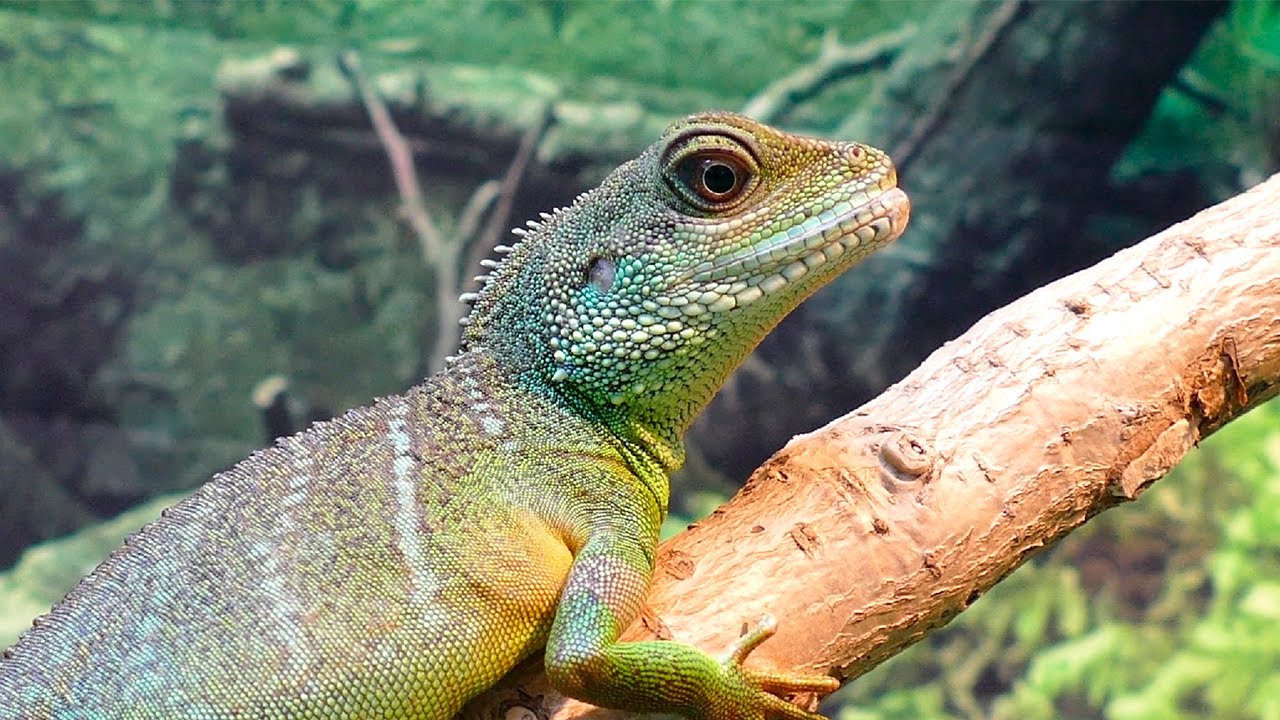 Музыка для лечения всех болей тела, души и духа • Расслабляющая музыка для сна