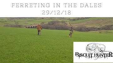 Ferreting in the Dales with Andrew Reynolds