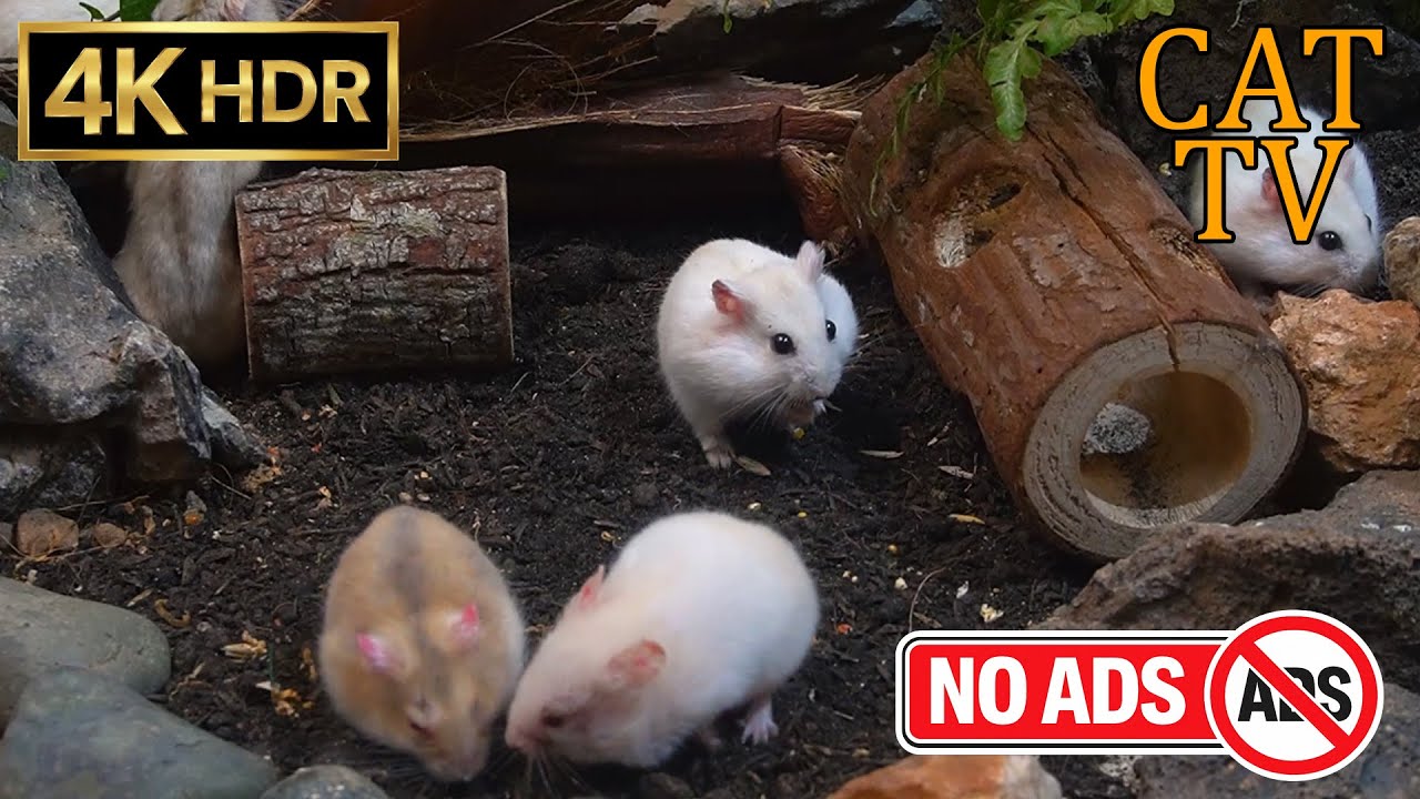 [NO ADS, NO AI] CAT TV 😺 Mouse Colony Exploration: Hidden Woods 🐭 4K HDR 60FPS