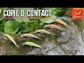 Copie du dcontact avec un poisson inattendu au bout de ma ligne