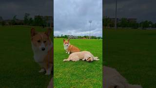 2 babies just enjoying their life❤️ #corgilife #doggielife #dogsofyoutube #doglife #dogshorts #dogs