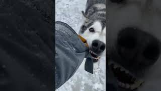 Gimme Gimme Mittens #alaskanmalamutes #sleddogs #malamutelovers by BUBCvision 214 views 3 months ago 1 minute, 14 seconds