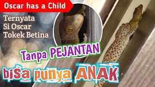 Anak Tokek Rumah Bintik Merah | Tokay Gecko has Child
