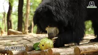 Sloth Bears Enjoy Easter At ABRF!