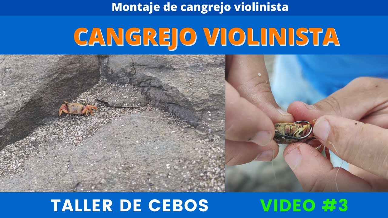 Como colocar *cangrejo* violinistas para pesca surfcasting