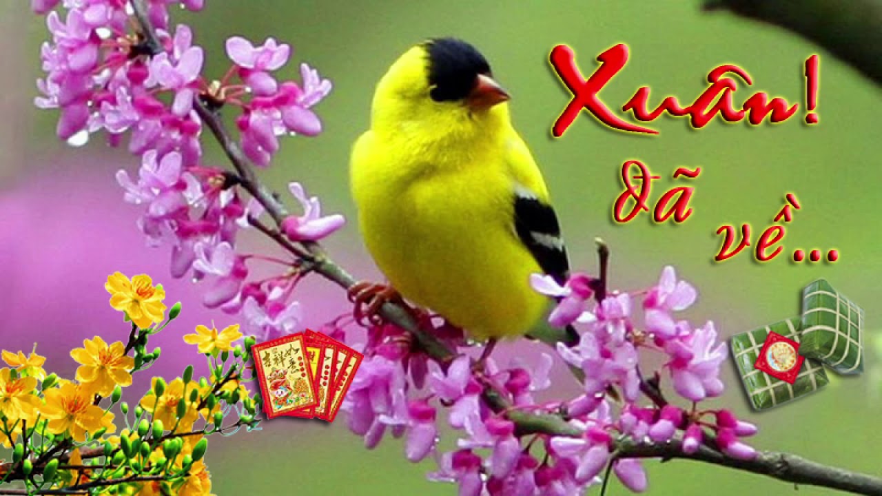 HÒA TẤU NHẠC XUÂN 2026 BÍNH NGỌ