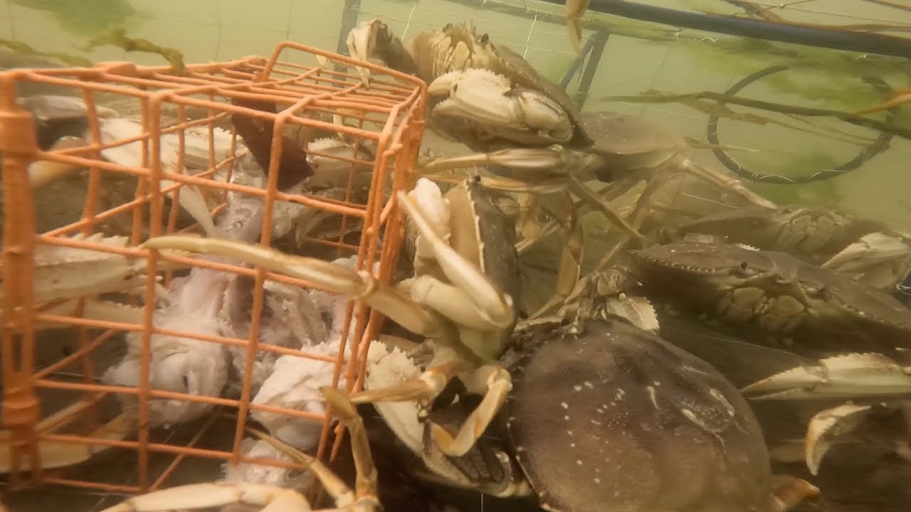 Underwater Crab Trap Crazy Action (GoPro Footage) - Oregon Coast Crabbing