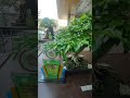 Bonsai Plant|Reynolds MotoVlog