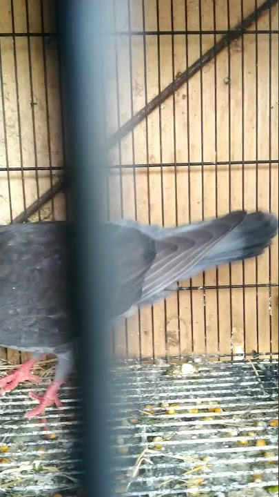 Merpati Jantan Bekur