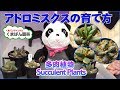 多肉植物・アドロミスクスの育て方・植え替え・増やし方【くまパン園芸】