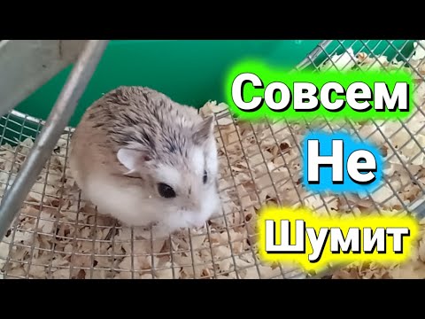 БЕСШУМНОЕ КОЛЕСО ДЛЯ ХОМЯКА🐹 КАК СДЕЛАТЬ КОЛЕСО ХОМЯКА БЕСШУМНЫМ?🐹#хомуся