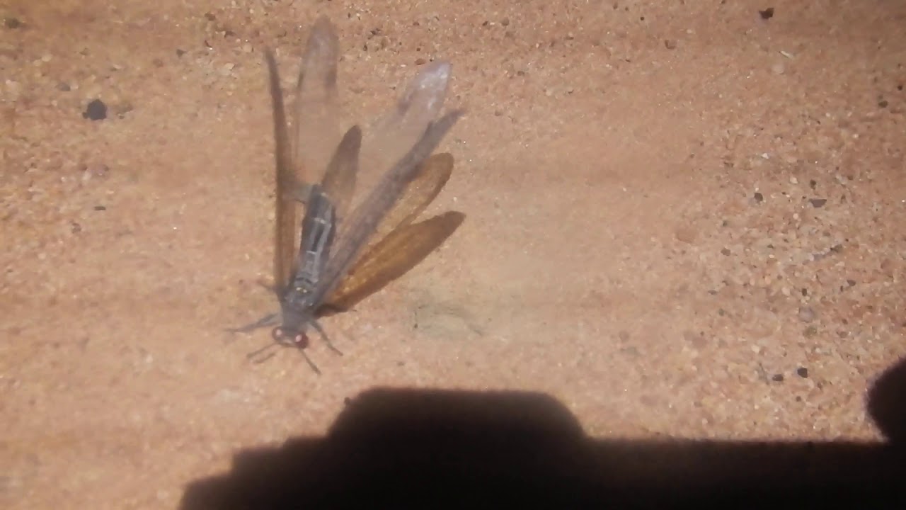 Myrmeleontidae oviposition