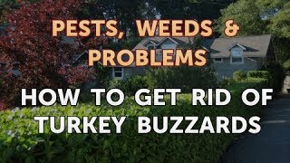 How to Get Rid of Turkey Buzzards