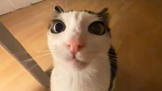 You Laugh, You Lose! 🤣 Funny Cat Videos 2026 😹 Part 140