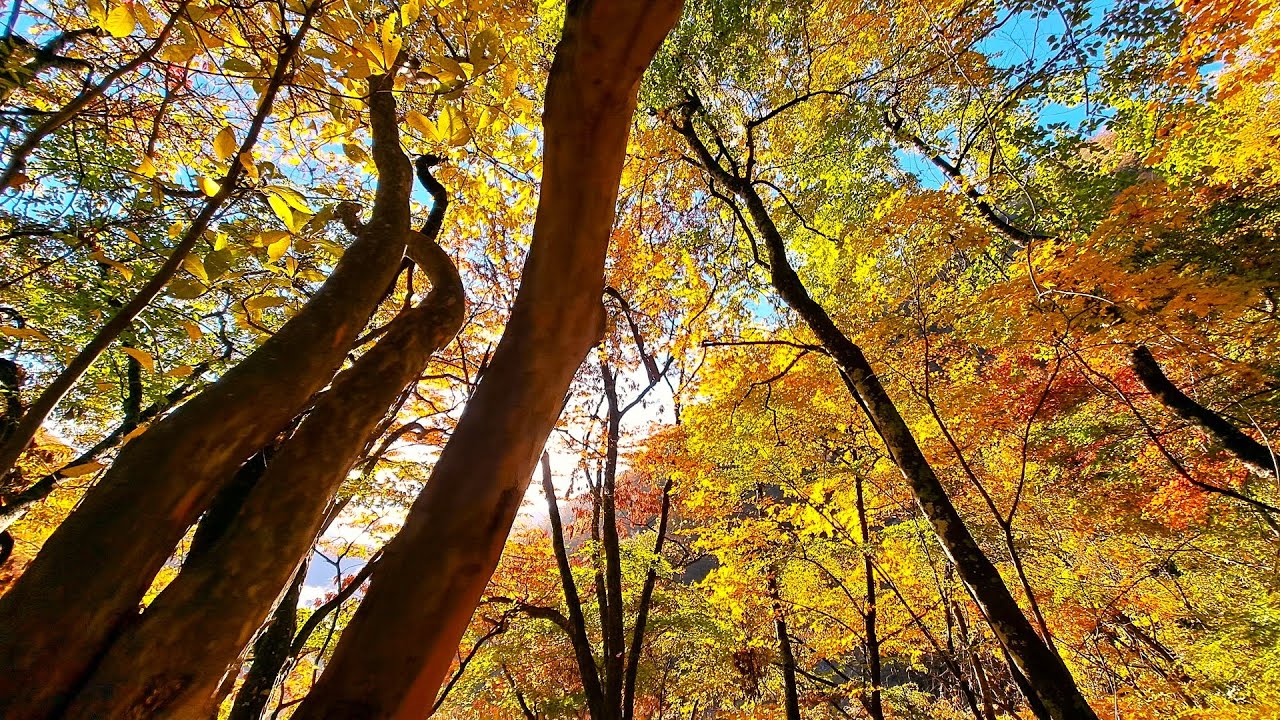 2025晩秋【二軒小屋から塩見-悪沢周回登山】プロローグ 新倉～伝付峠