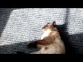 ~Клип~Мой кто любит хип-хоп