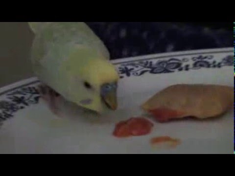 Chi-Chi loves pizza rolls