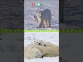 Polar Bear Survival and Ecology