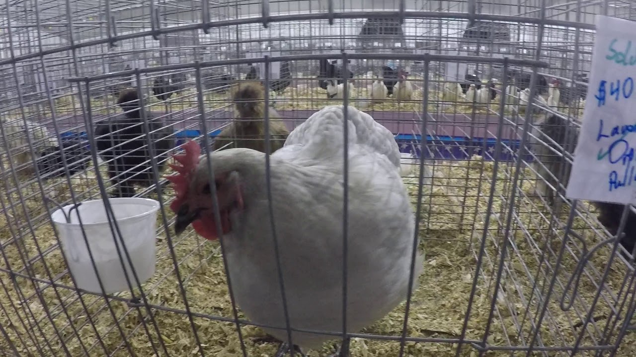 Vegans visit the Chicken Barn the NC State Fair Live Poultry Exhibit