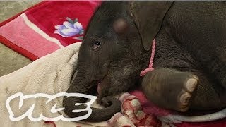 象の赤ちゃん！ - Elephant Kingdom