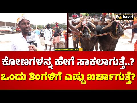 ಕಂಬಳದ ಕೋಣಗಳ ಬಗ್ಗೆ ನಿಮಗೆಷ್ಟು ಗೊತ್ತು? | Kambala Exclusive News | Vistara News