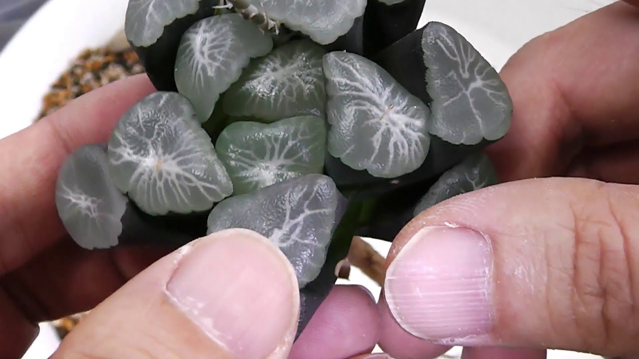 多肉植物 ハオルチア万象の根挿し葉挿し繁殖 Haworthia Maughanii Leaf Insertion Repotting Dividing And Care Succulents Youtube