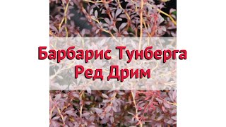 Барбарис тунберга Ред Дрим 🌿 Обзор: посадка и уход. саженцы барбариса: описание и особенности