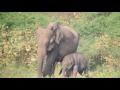 Day 5 Sri Lanka, All day safari in Udawalawe national park