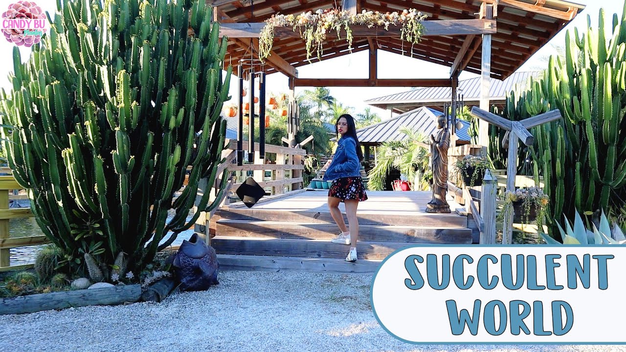 VIVERO DE SUCULENTAS EN MIAMI ¡Qué sorpresa me llevé! SUCCULENT WORLD│ Candy Bu