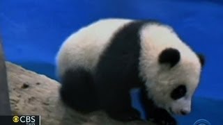 Download lagu Headlines at 8:30: Debut of first giant panda born in Taiwan