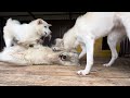 Нападение волэндов на полярного волка 🐺❤️‍🔥