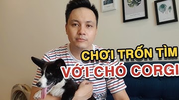 LÀM ĐỒ ĂN SÁNG VÀ DẠY CHÓ CORGI CHƠI TRỐN TÌM | Zớ Zẩn Vlog #21
