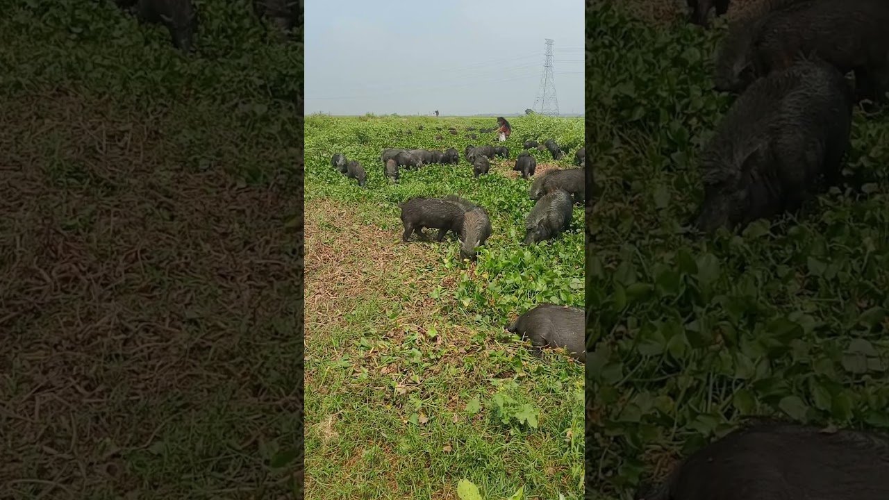 wild boar   wild hogs cute animals   pigs 