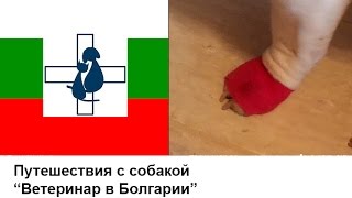 Ветеринарная клиника в Болгарии - впечатление от лечения Ветеринарная клиника в Болгарии - впечатление от лечения