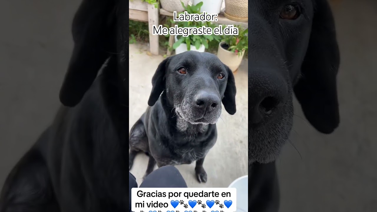 Labrador Negro.                              Me alegraste el día 