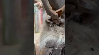 Ergot Trim #Farrier #Shorts #Asmr #Satisfying #Oddlysatisfying #Samdracottfarrier #Horse #Horses