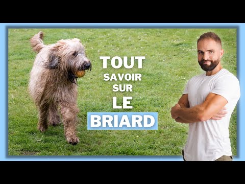 Vidéo: Race De Chien Briard Hypoallergénique, Santé Et Durée De Vie