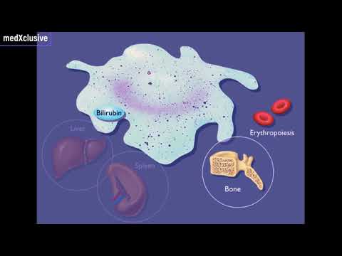 Video: Gdje se hemoglobin razgrađuje?