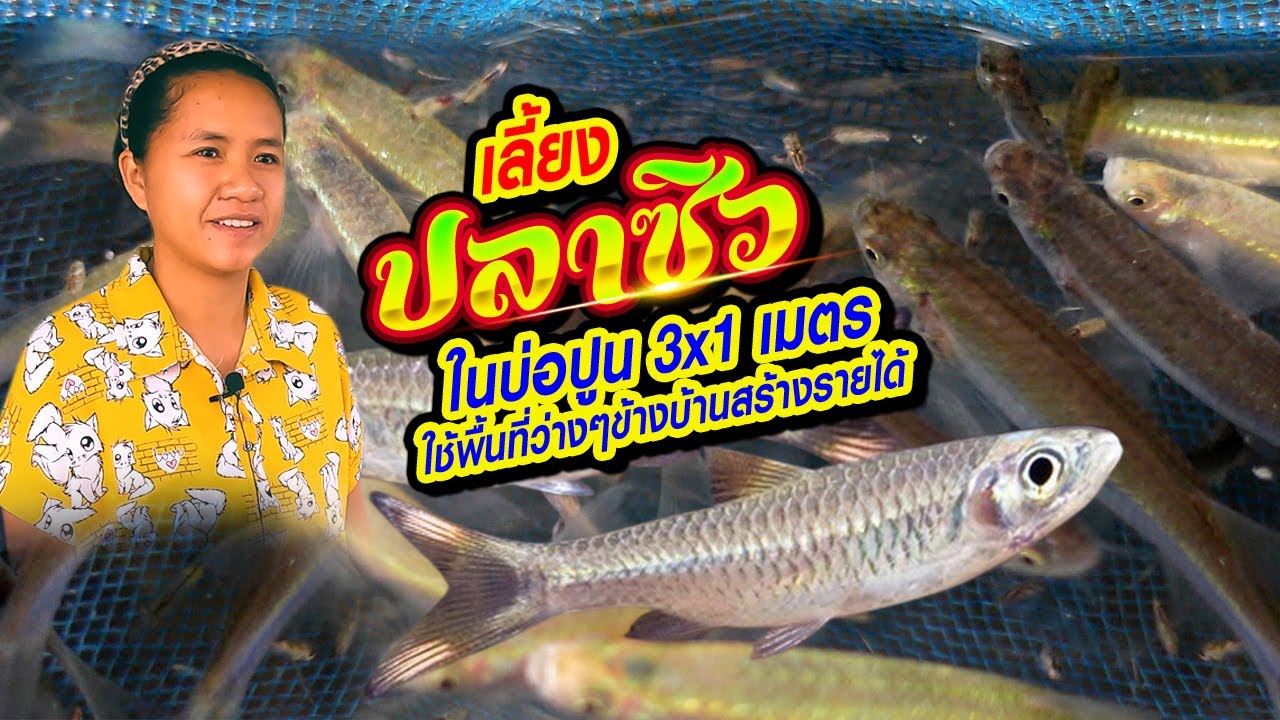 เลี้ยงปลาซิวในบ่อปูนขนา 3x1 เมตร ใช้พื้นที่ว่างๆข้างบ้านสร้างรายได้