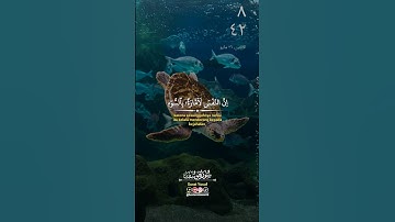 النفس إمارة بالسوء سورة يوسف #تابعوني #اكسبلور #دويتو #كامري #قران_كريم #ترند #duet #تيك_توك #لايك