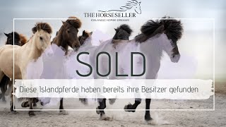SOLD - Islandpferd - Islandpferd kaufen - Glæsir frá Varmalandi - TheHorseseller