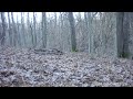 Gray Fox on trail cam