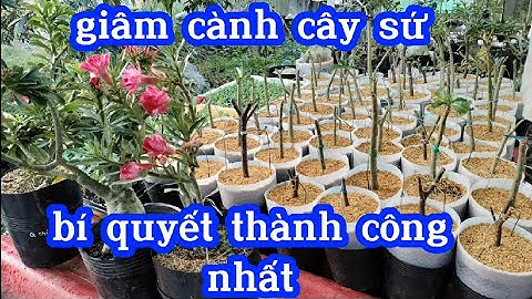 cách giâm cành cây sứ - bí quyết thành công cao @UCTHUBonsaiCanTho